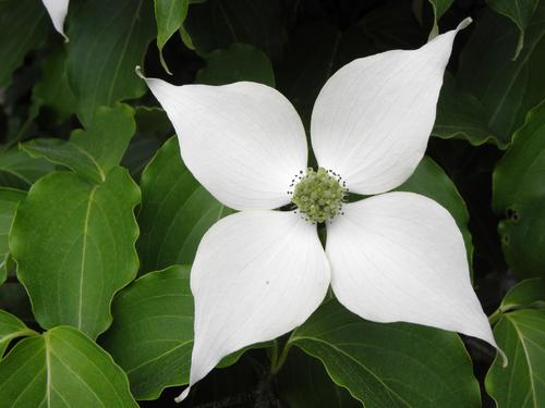Japanese Dogwood flower (Cornus kousa)