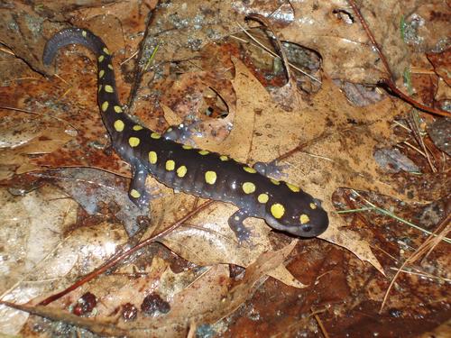 Spotted Salamander (Ambystoma maculatum) on leaf litter