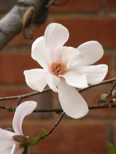 Loebner Magnolia