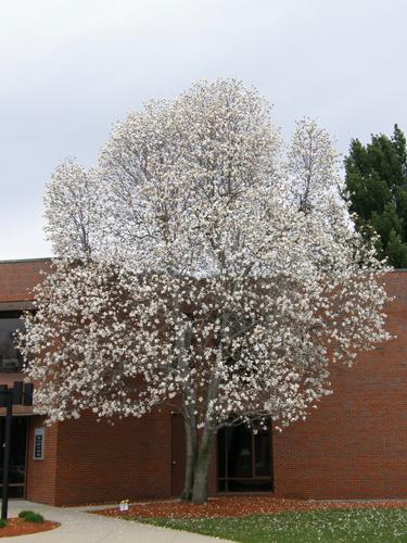 Loebner Magnolia