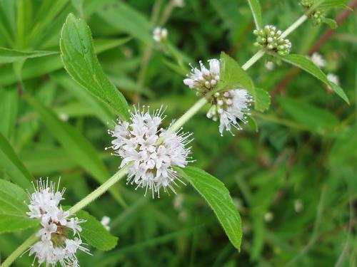 Wild Mint (Mentha arvensis) in August at Sunapee in New Hampshire