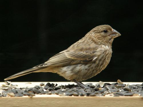 female House Finch