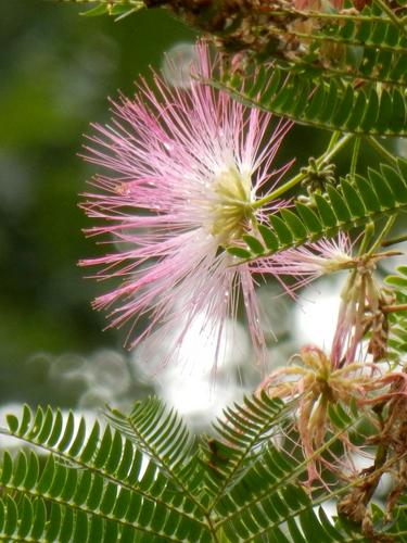 Mimosa (Albizia julibrissin)