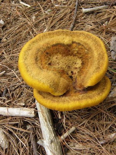 Orange Spine mushroom (Hydnellum aurantiacum)