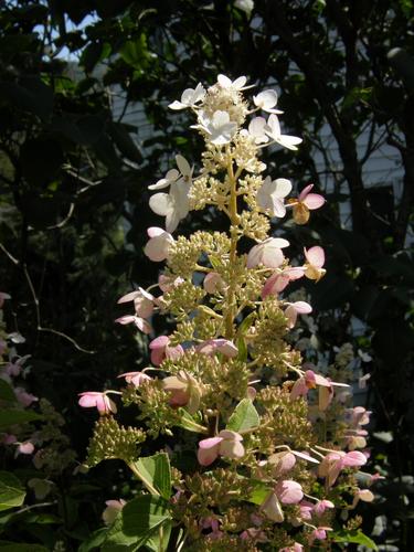 Panicle Hydrangea (Hydrangea paniculata)