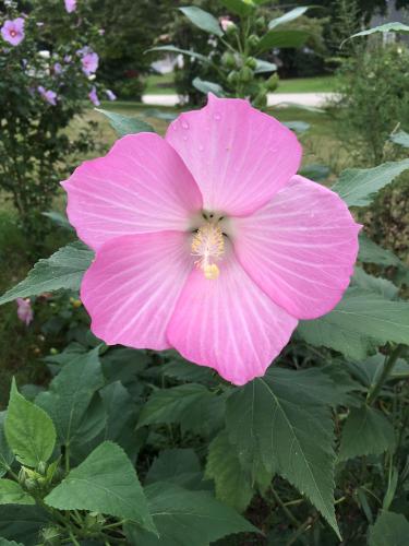 Pink Hibiscus (Hibiscus syriacus) in August in southern New Hampshire