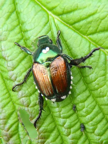 Japanese Beetle (Popilla japonica)