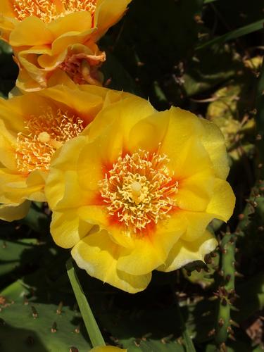Eastern Prickly Pear Cactus (Opuntia humifusa) in June at Nashua in New Hampshire