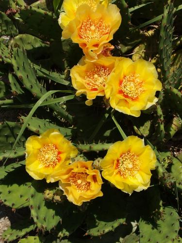 Eastern Prickly Pear Cactus (Opuntia humifusa) in June at Nashua in New Hampshire