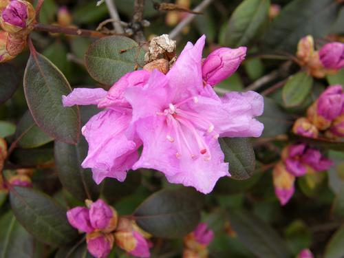 Garden Rhododendron (Rhododendron spp)