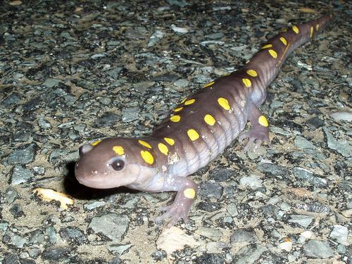 Spotted Salamander (Ambystoma maculatum) on the road