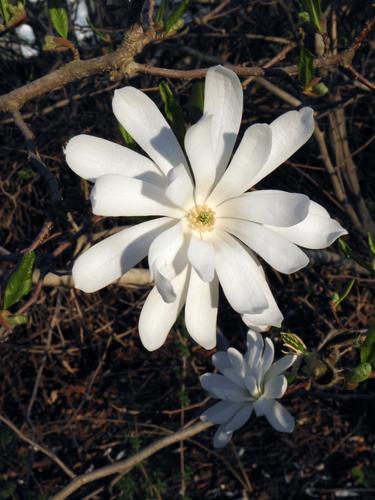 Star Magnolia (Magnolia stellata)