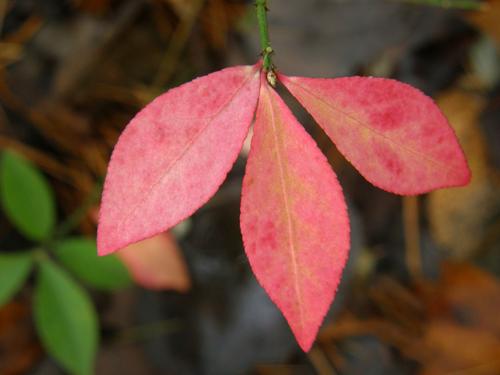 Winged Euonymous (Euonymous alata) leaves in fall color