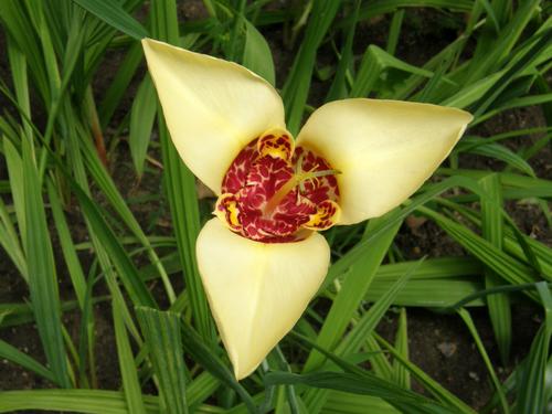 Mexican Shell Flower (Tigridia pavonia)