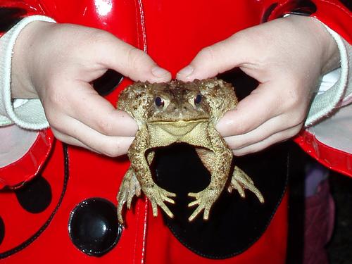 American Toad in hand