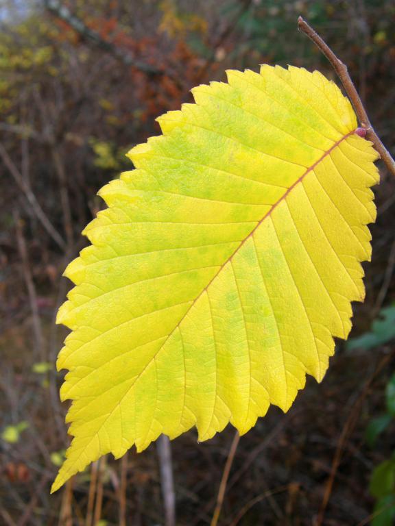 American Elm (Ulmus americana) leaf in fall color in New Hampshire