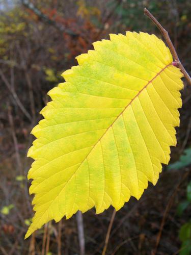 American Elm (Ulmus americana) leaf in fall color