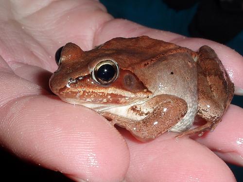 Wood Frog (Rana sylvatica) in March at Pepperell, Massachusetts