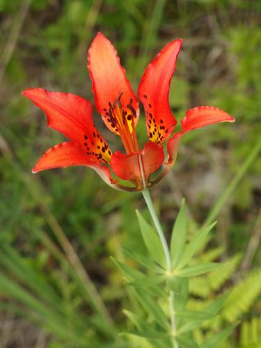 Wood Lily (Lilium philadelphicum) at Hudson in New Hampshire