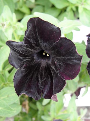 Black Velvet Petunia (Petunia x hybrida 'Black Velvet')