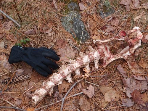 animal bones in the woods on Nickerson Mountain in New Hampshire