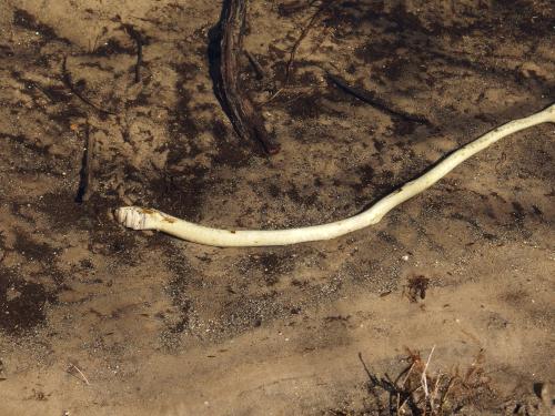 fake snake in the Nissitissit River near Nissitissit Meadows in Pepperell, MA