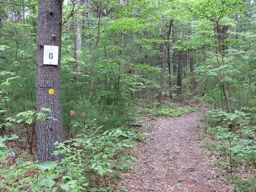 trail junction signage at Noanet Woodlands in eastern Massachusetts