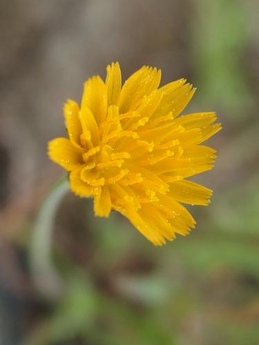 Virginia Dwarf-dandelion