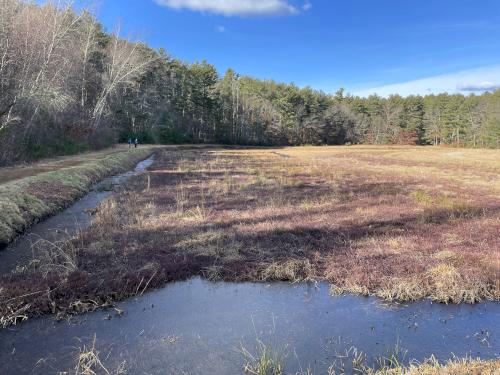 cranberry bog in January at North Hill Marsh in eastern Massachusetts