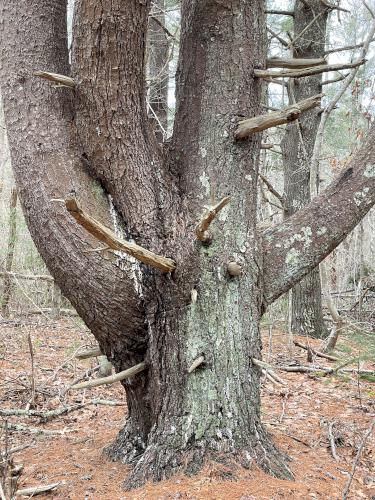 tree in January at North Hill Marsh in eastern Massachusetts