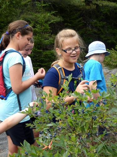 hikers picking blueberries on North Pack Monadnock Mountain in New Hampshire