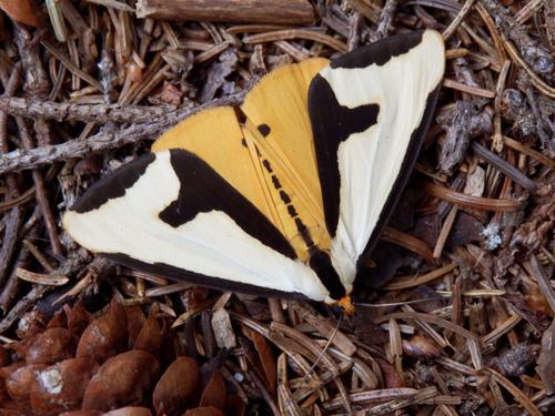 Clymene (Haploa clymen) moth