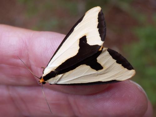 Clymene (Haploa clymen) moth