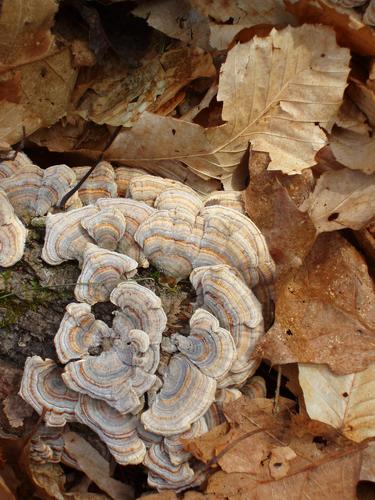 Turkey Tail Polypore mushroom