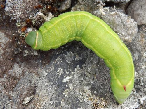 Slender Clearwing (Hemaris gracilis) caterpillar