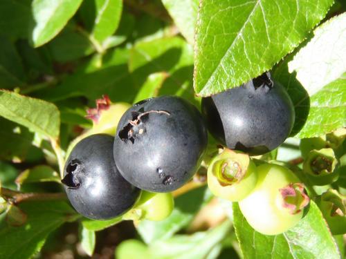 Black Highbush Blueberry (Vaccinium atrococcum)
