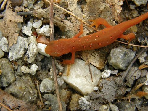 newt (red eft)