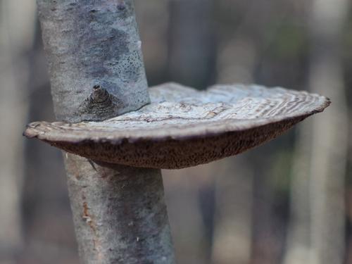 shelf mushroom at Oaklands Town Forest near Exeter in southern New Hampshire