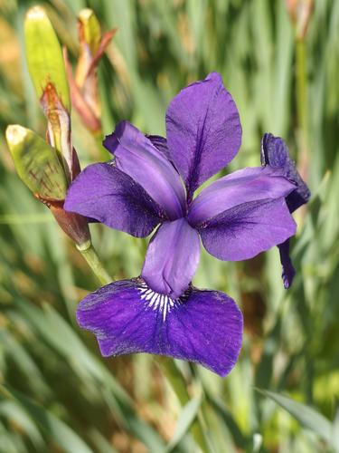 Bulley's Iris (Iris bulleyana) at Odiorne Point State Park in New Hampshire