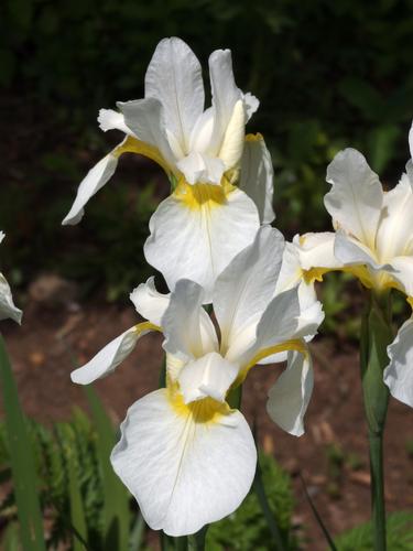 Siberian Iris (Iris sibirica 'White Swirl' at Odiorne Point State Park in New Hampshire