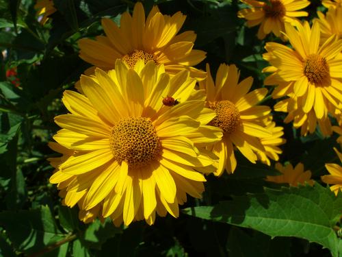 Oxeye Sunflower