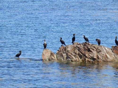 cormorants at Ogunquit Beach in Maine