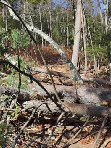 deadfall across the trail to Mount Orient in northwest Massachusetts