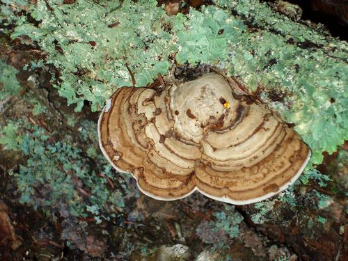 Artist's Fungus mushroom
