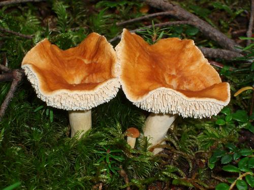 tooth-fungus mushroom