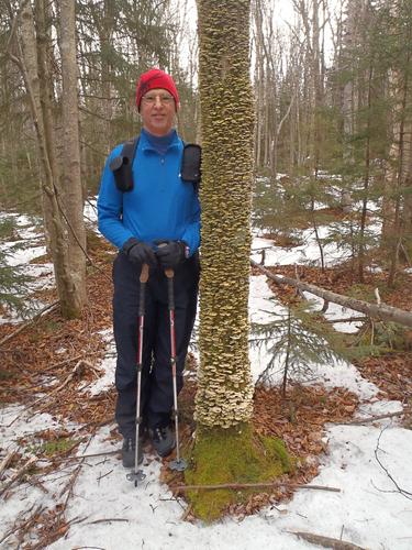 bushwhacker beside a heavily-mushroomed tree on the way to Osgood Hill in New Hampshire