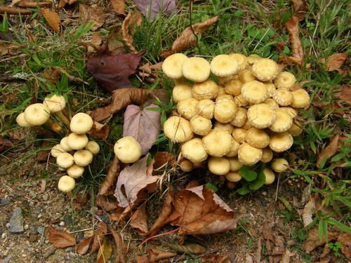 Sulphur Tuft mushrooms