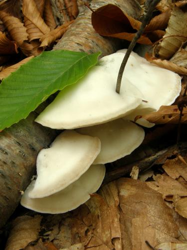 White Cheese Polypore mushroom