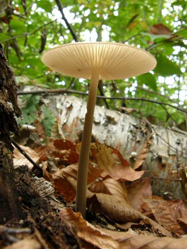 Xerula Megalospora mushroom