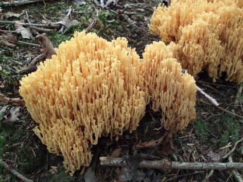 Crown-tipped Coral Fungus (Ramaria abietina) in August on Owl's Head Mountain in New Hampshire